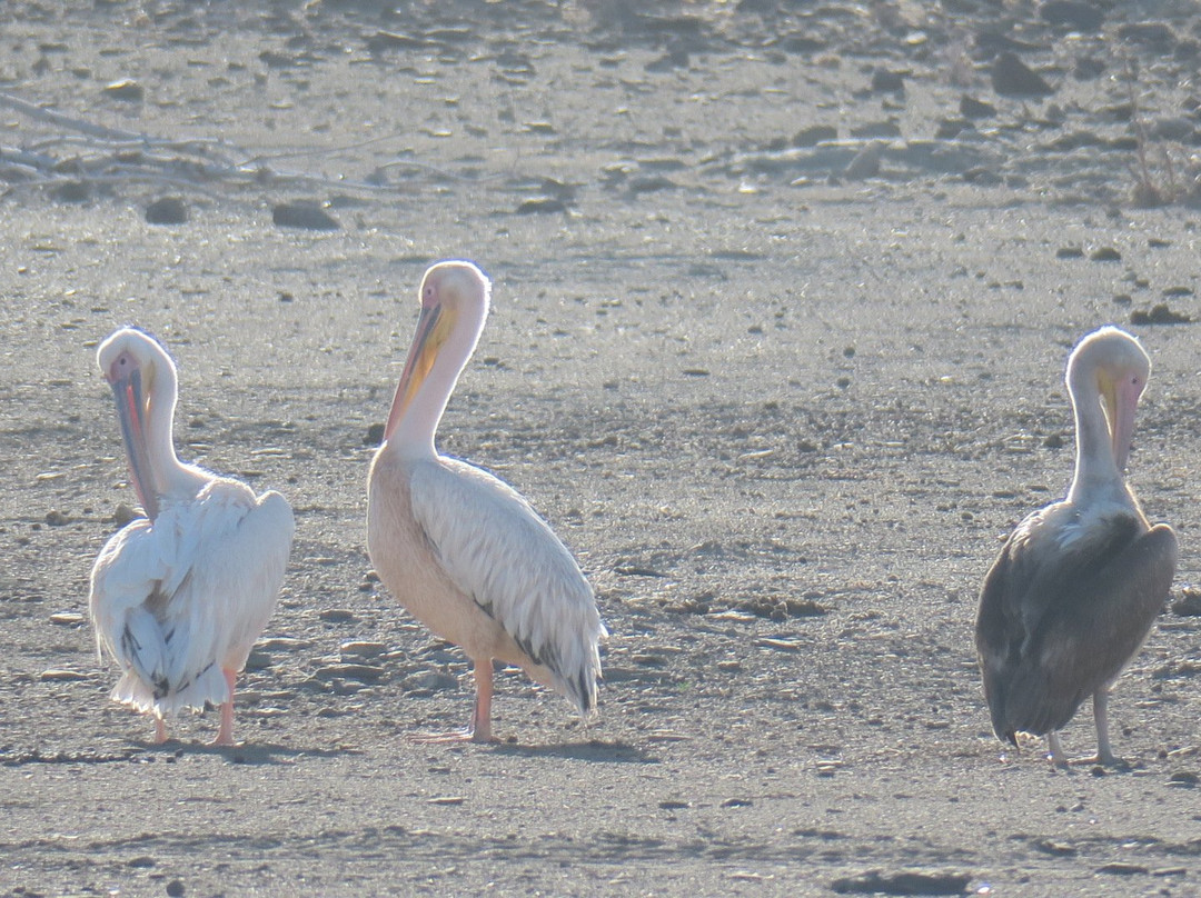 Burgsdorf Guest Farm主图