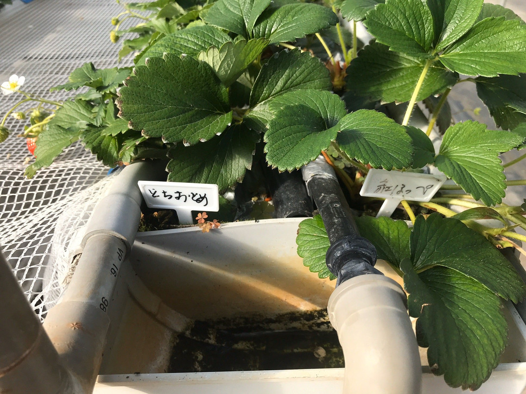 Strawberry Farm-寒河江市必去景点