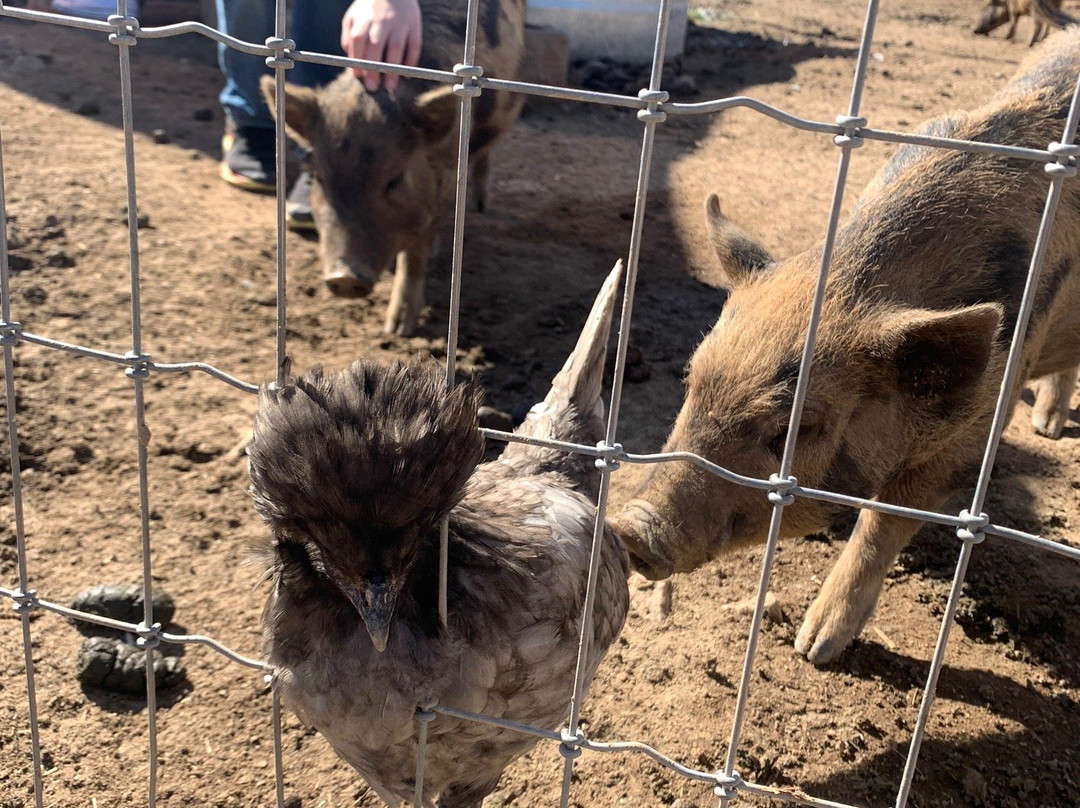Funny Foot Farm and Tucson Petting Zoo景点图片