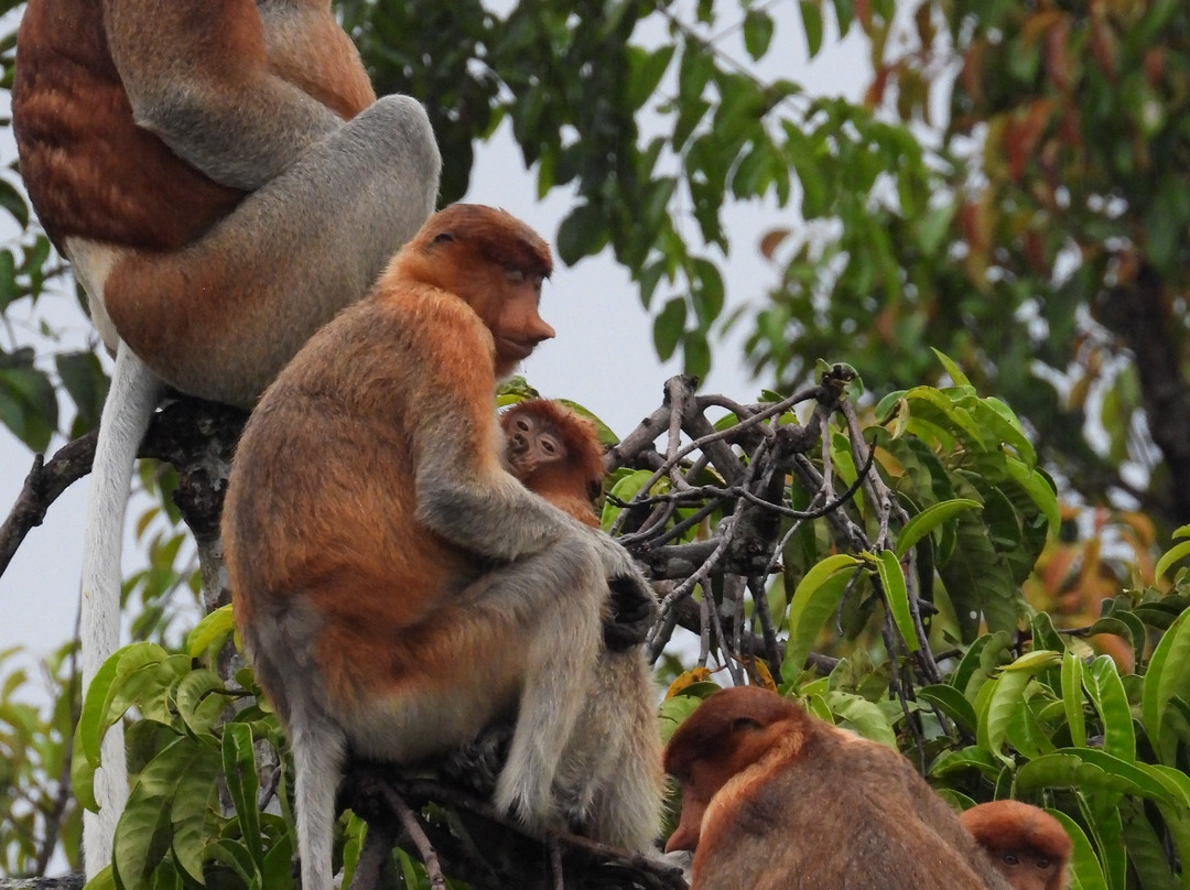 Borneo Eco Tour-Pangkalan Bun必去景点