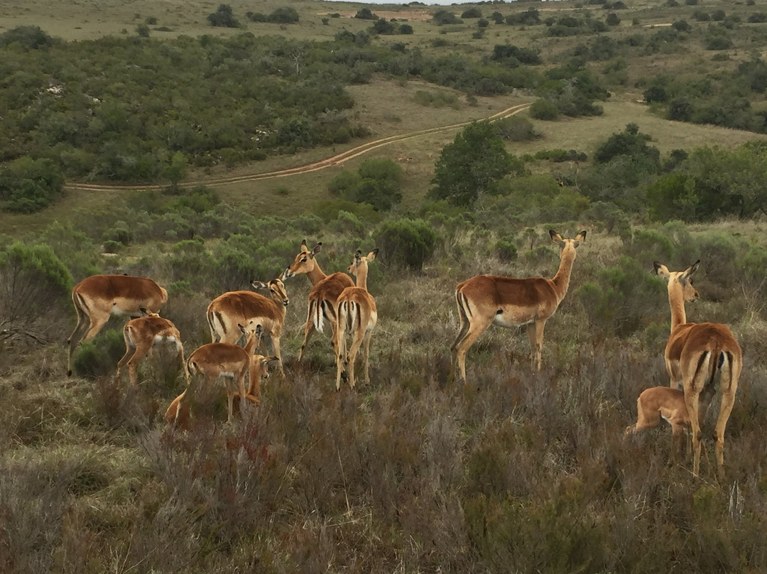 Kwantu Elephant Sanctuary-格拉罕镇必去景点