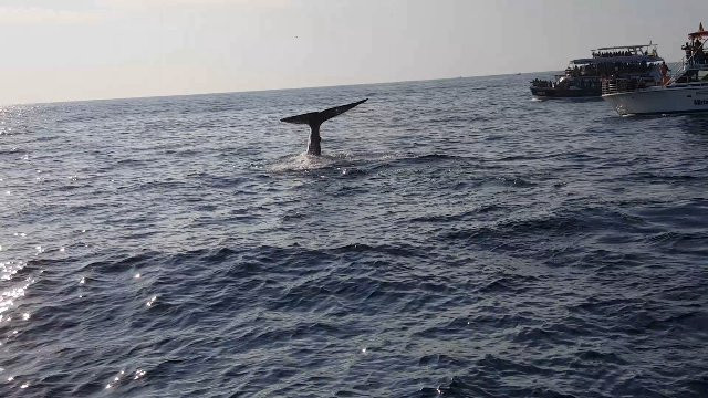 Eagle Eye Whale Watching-美蕊沙必去景点