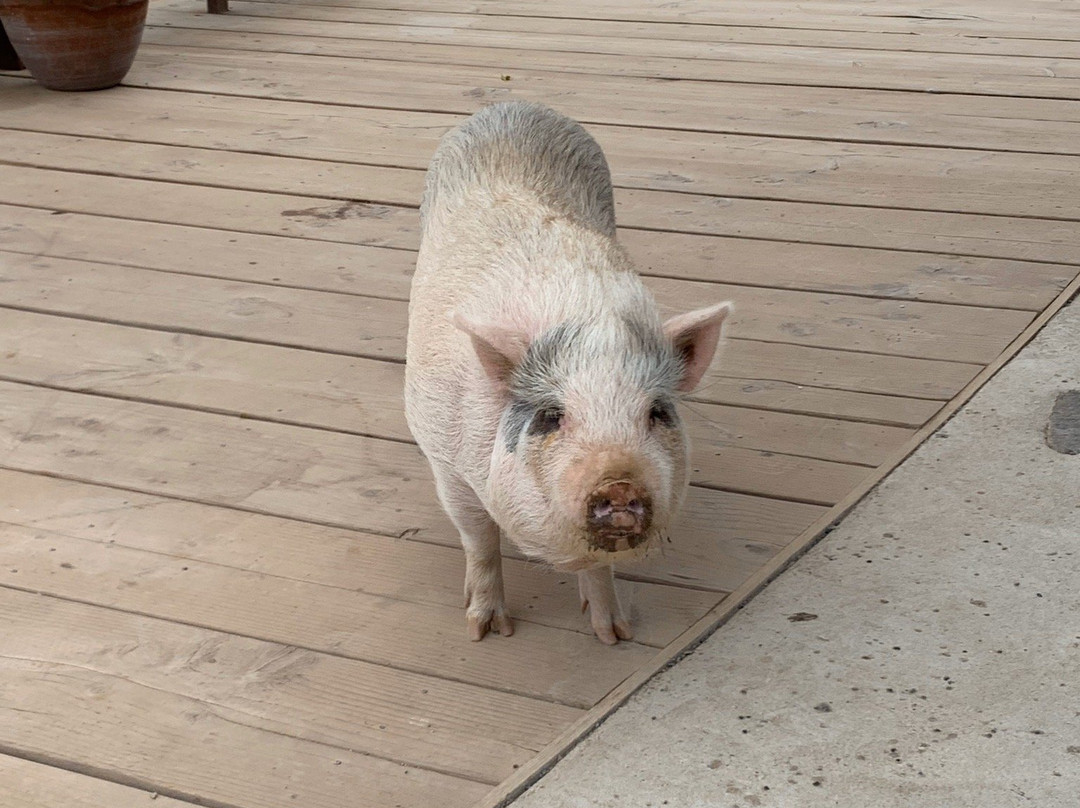 Vino Tinto Tours-Valle de Guadalupe必去景点