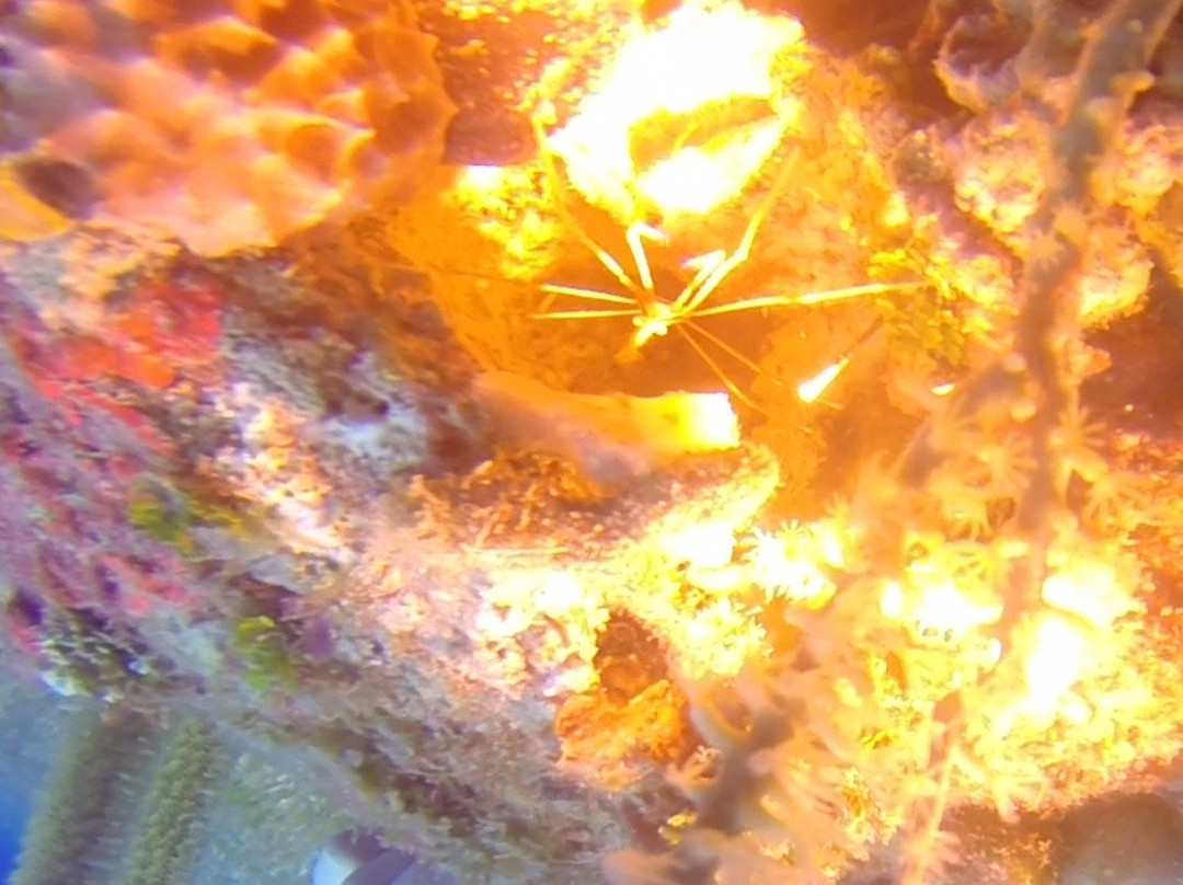 Golden Rock Dive Center-圣尤斯泰希厄斯岛必去景点