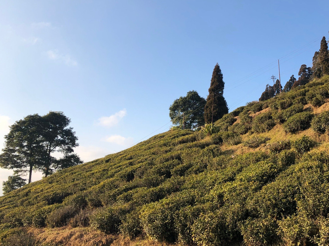Tea Garden View-大吉岭必去景点
