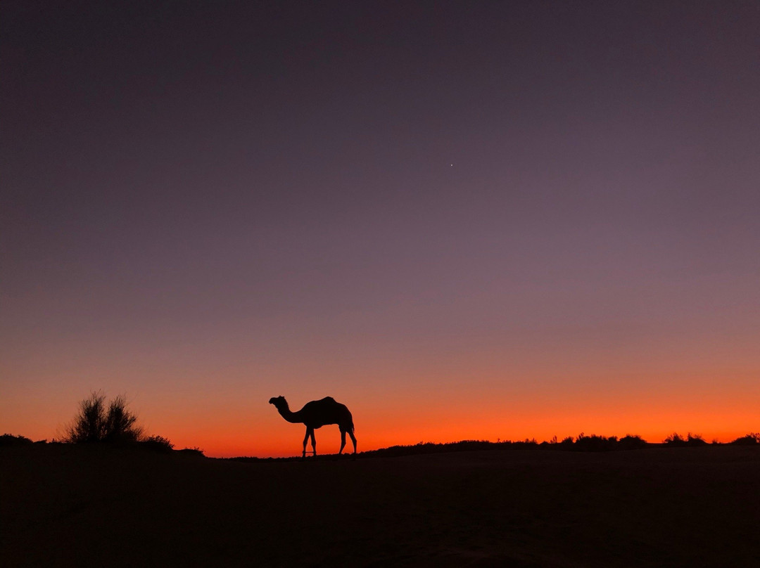 Wild Heritage Tours Jaisalmer景点图片