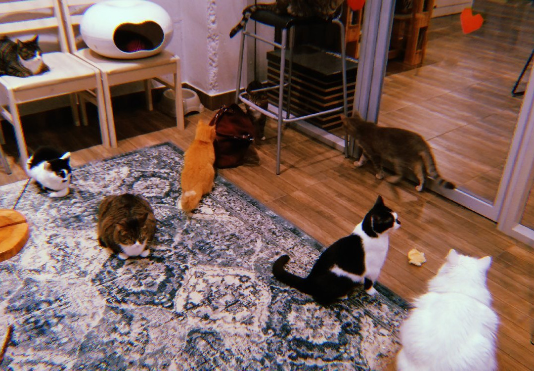 Cats City景点图片