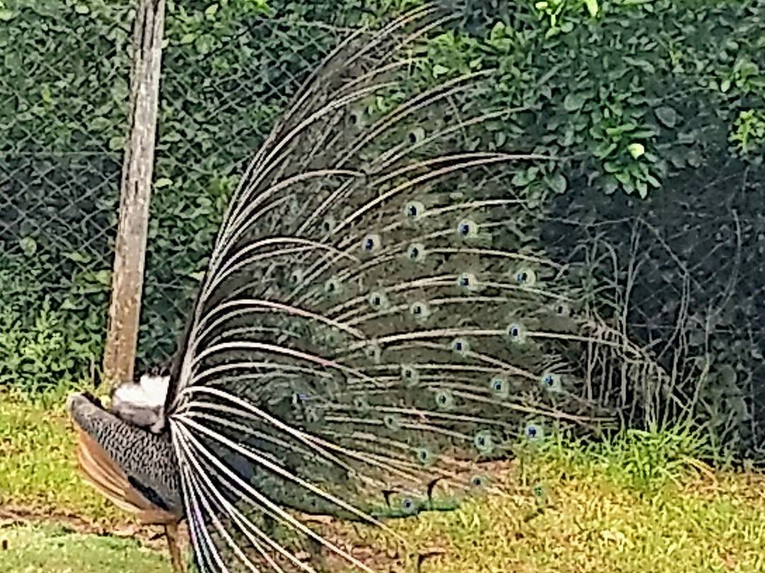 Pousada Figueira主图