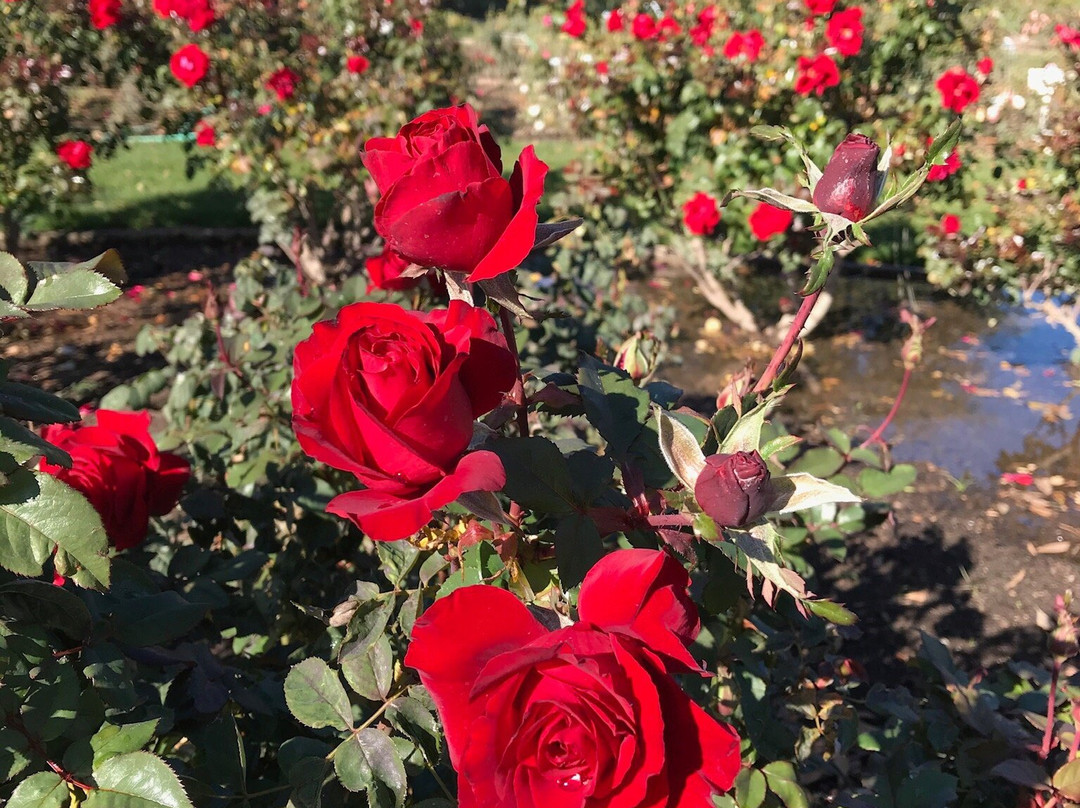 Rose Garden at Mesa Community College景点图片