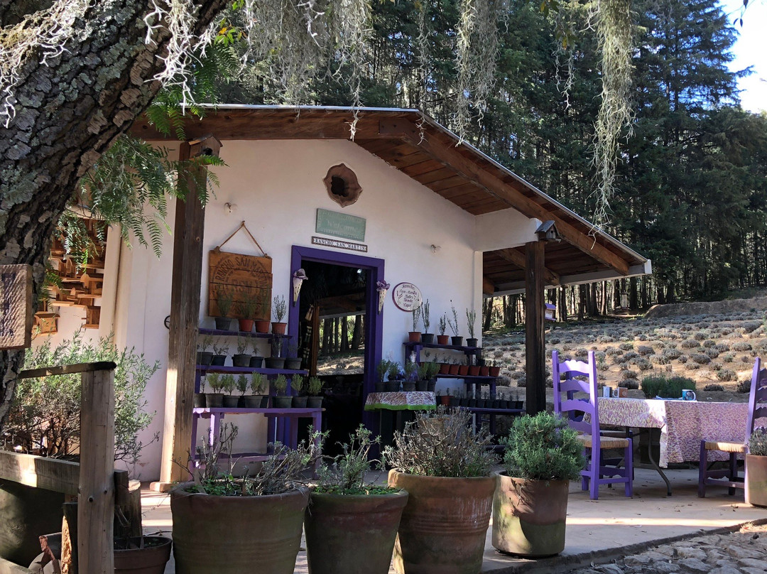 Rancho San Martin Lavanda景点图片