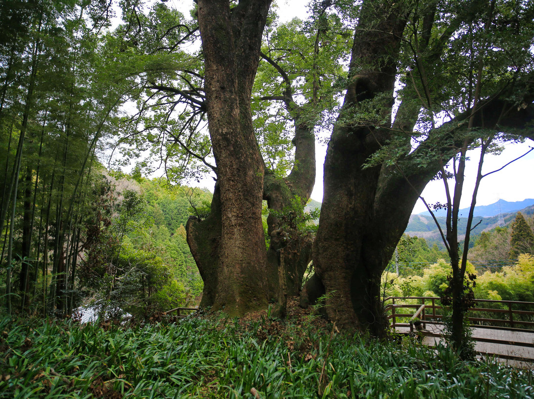 Kamiyatsuno Okusuu-越生町必去景点