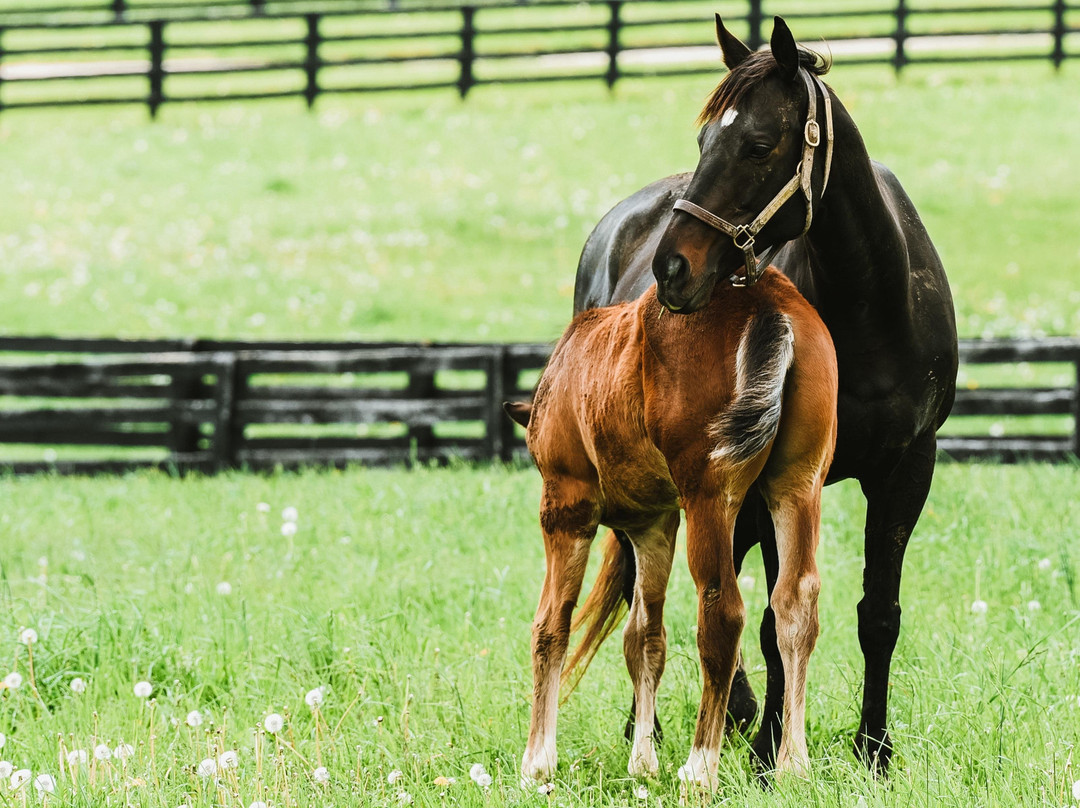 Spendthrift Farm-列克星敦必去景点