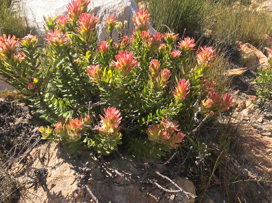 Montagu Tractor Ride-蒙提古必去景点