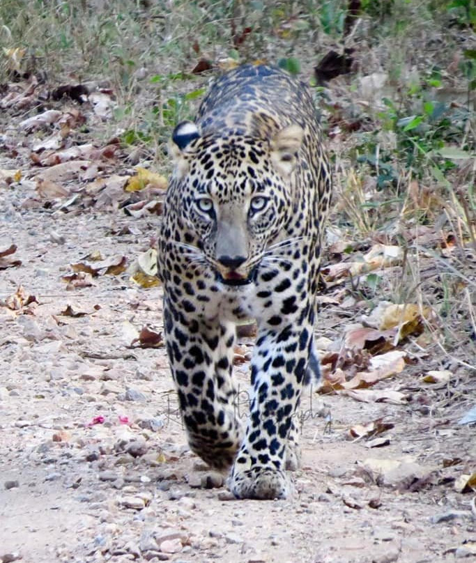 Jambhali旅游攻略图片