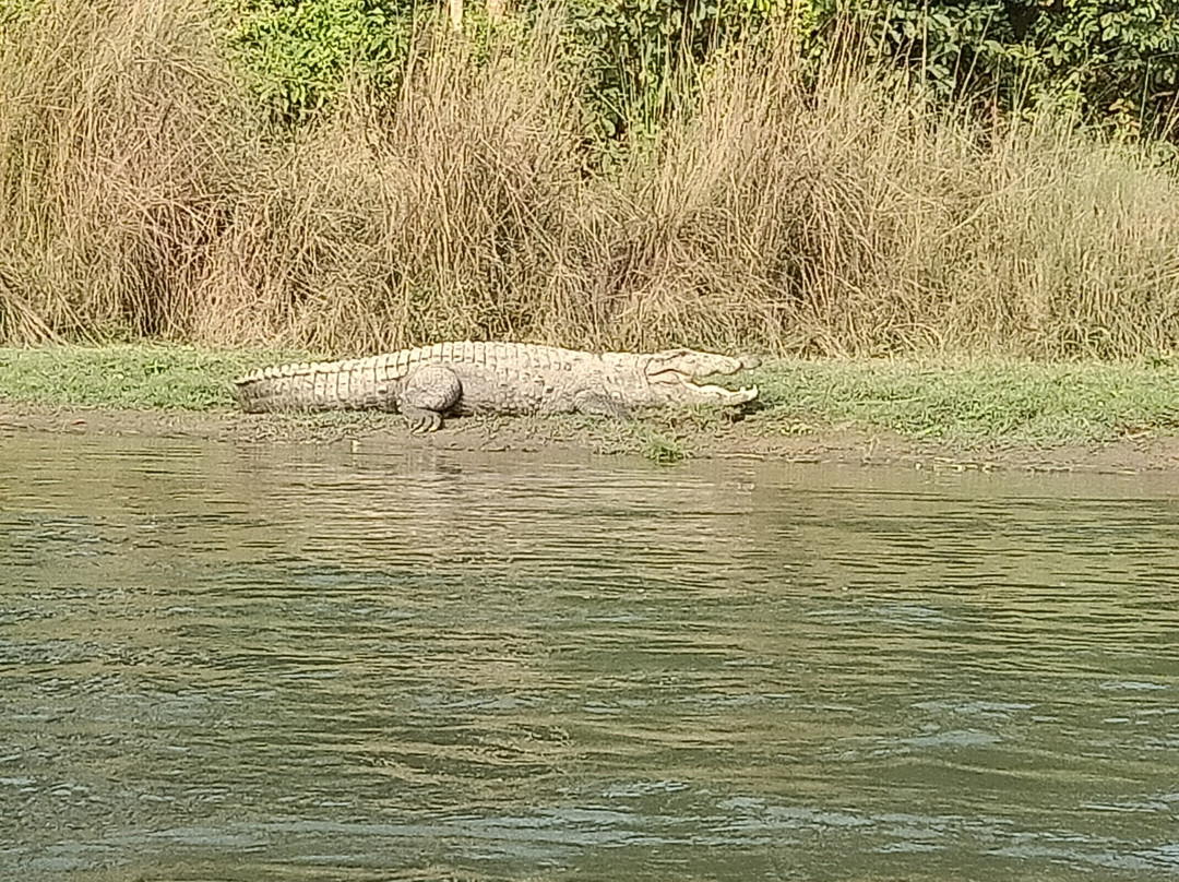 Chitwan Jungle Safari-奇旺国家公国必去景点