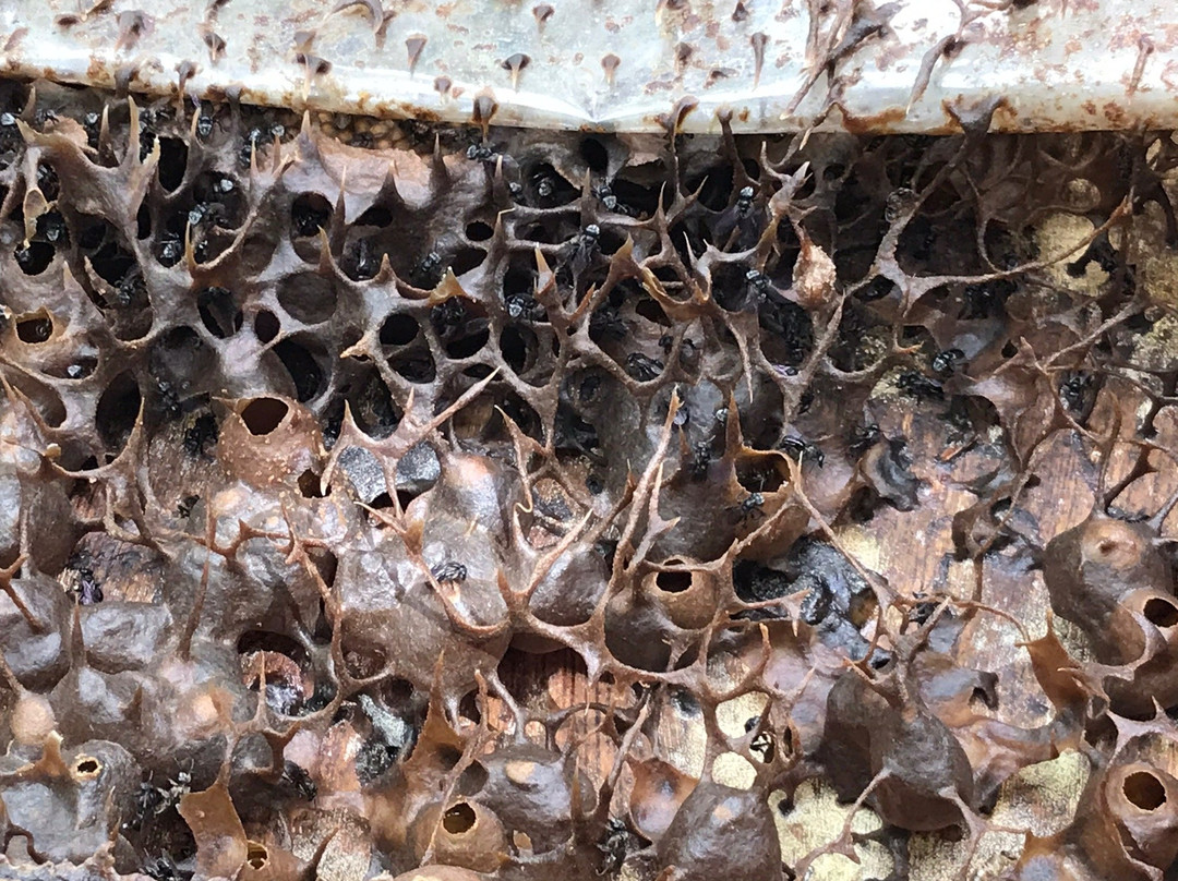 Gombizau Honey Bee Farm-古达必去景点
