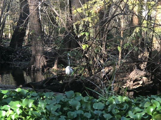 John B Sargeant Sr Park-Thonotosassa必去景点