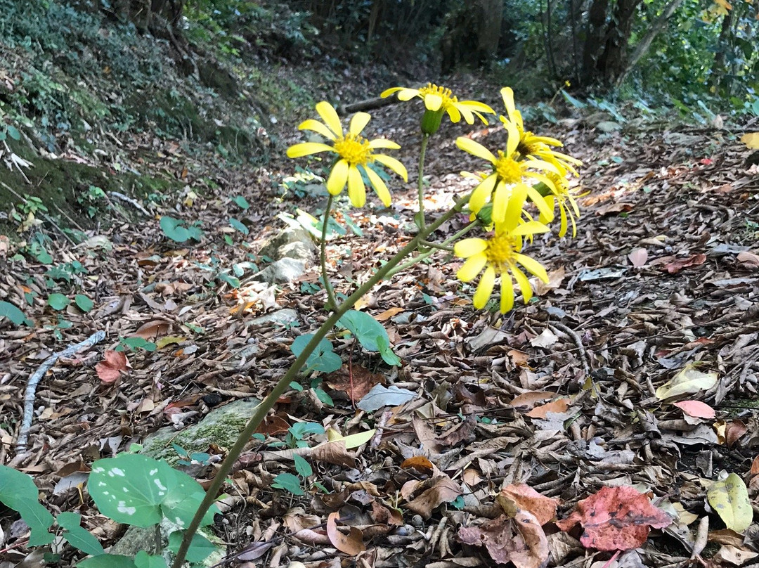 Hanaumiko Park-上天草市必去景点