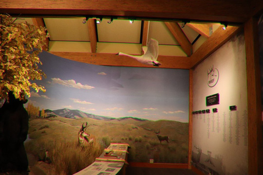 Rocky Mountain Elk Foundation-米苏拉必去景点