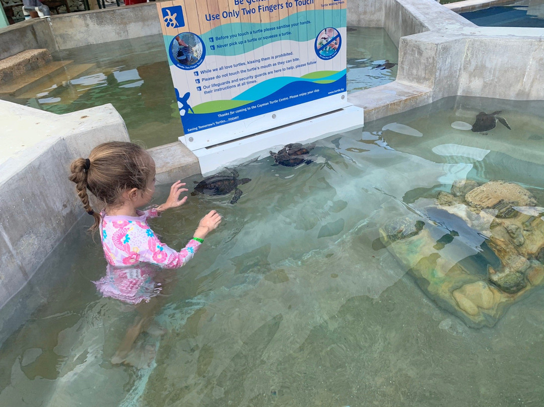 Cayman Turtle Centre: Island Wildlife Encounter景点图片