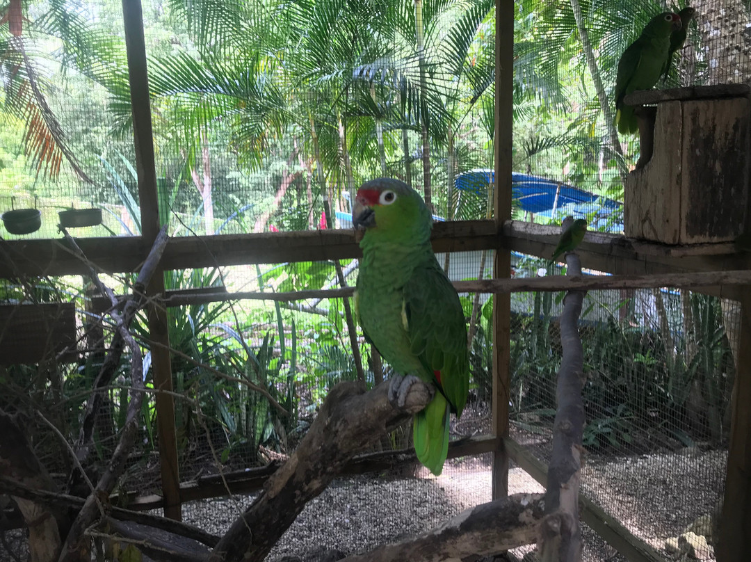 La Selva Wildlife Refuge景点图片