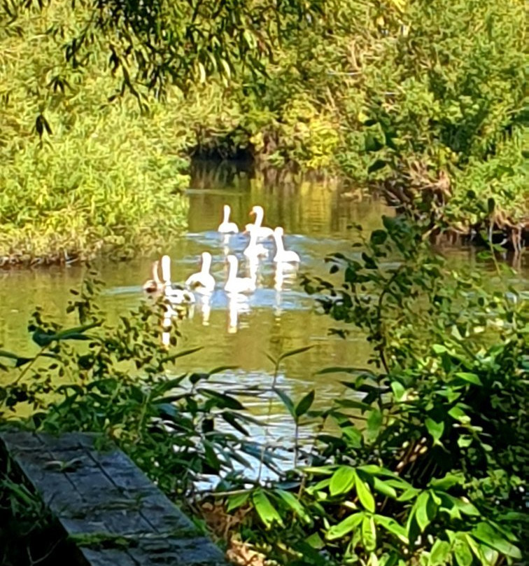 Staffordshire Wildlife Trust - The Wolseley Centre景点图片
