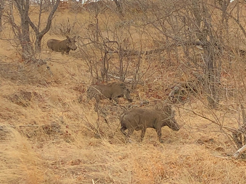 Natural Earth Safaris-霍德斯普鲁特必去景点