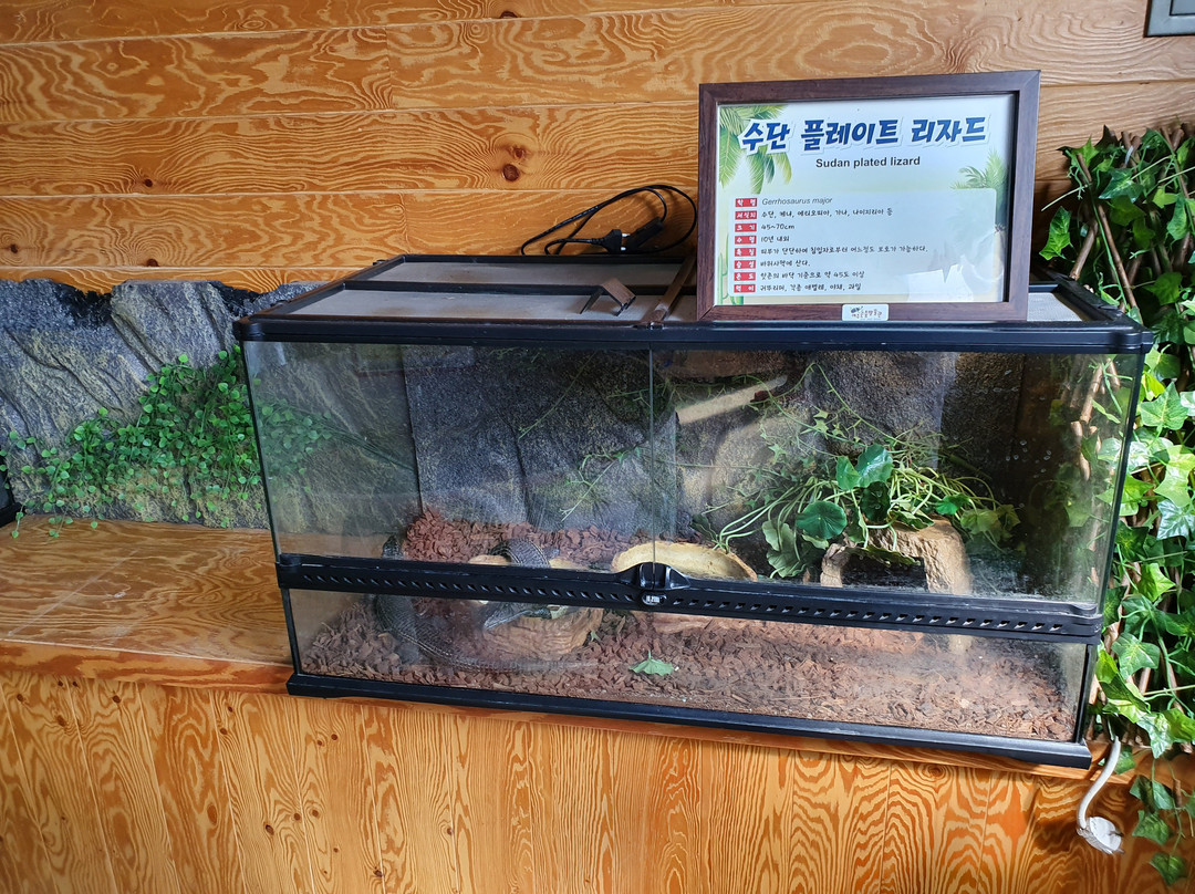 Yeoju Insect Museum-骊州郡必去景点