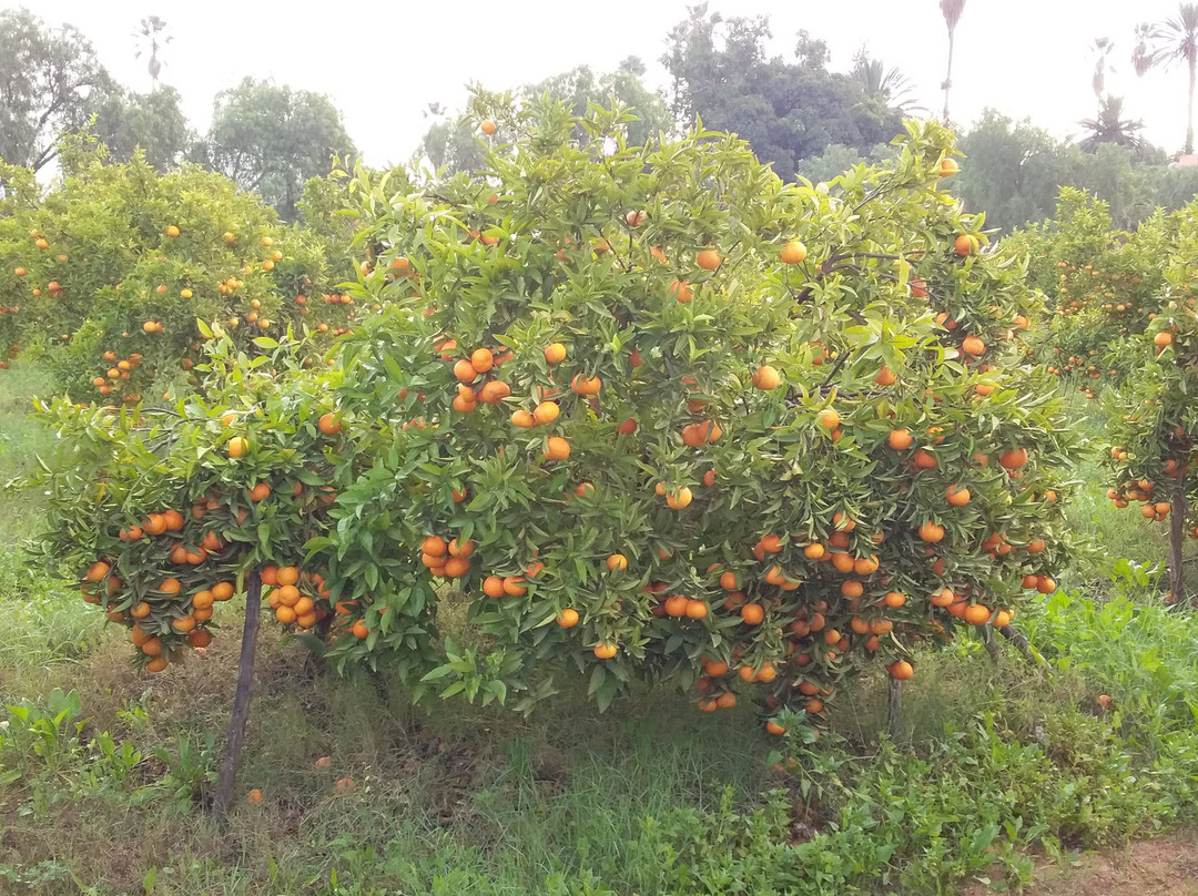 Le Jardin De La Koudya主图