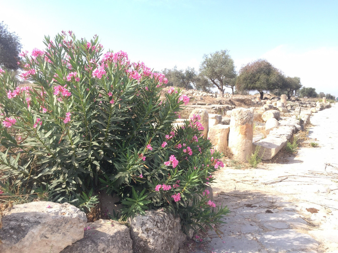 AL-Hara AL-Fouqa Cafe