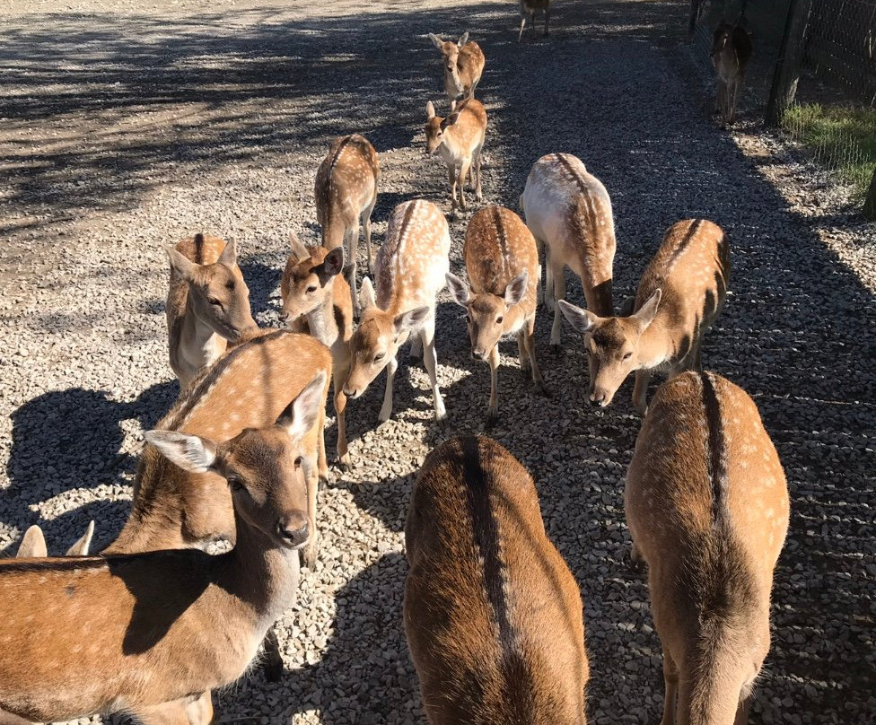 Lagoon Deer Park-桑达斯基必去景点