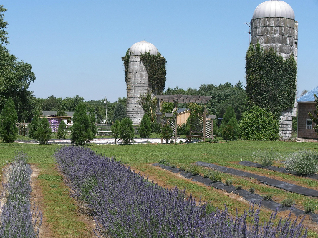 Milton旅游景点-Lavender Fields Farm