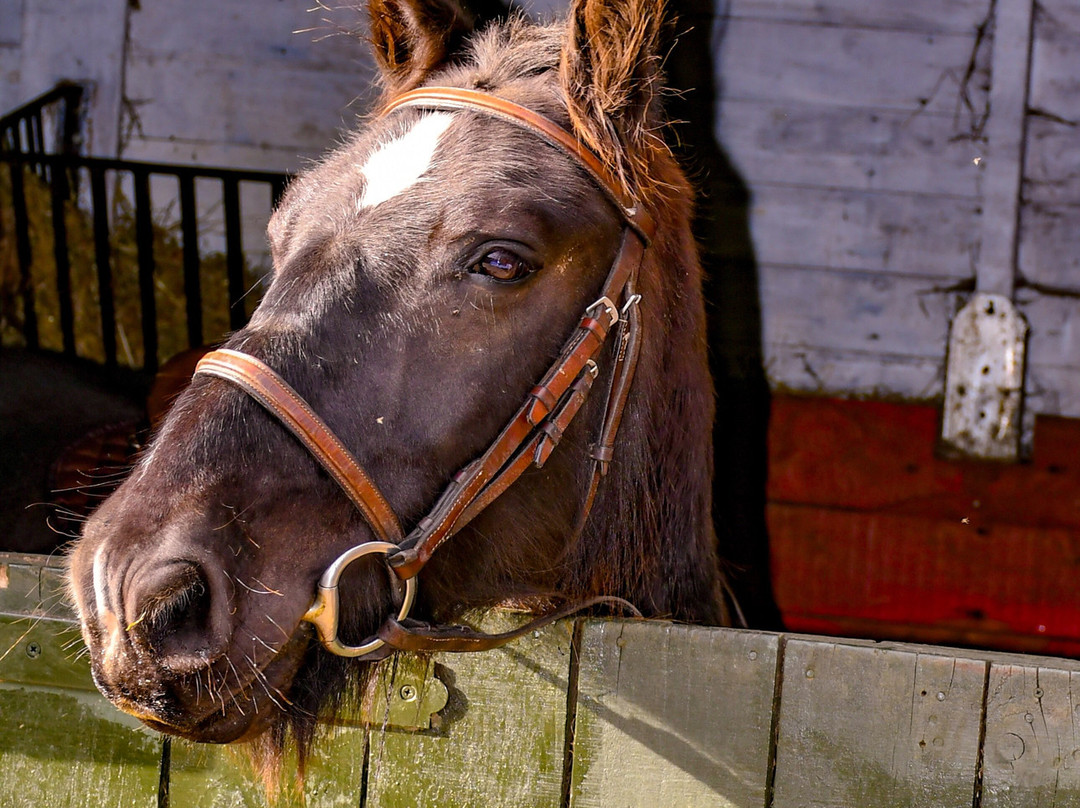 Haughhead Stables-Innerleithen必去景点