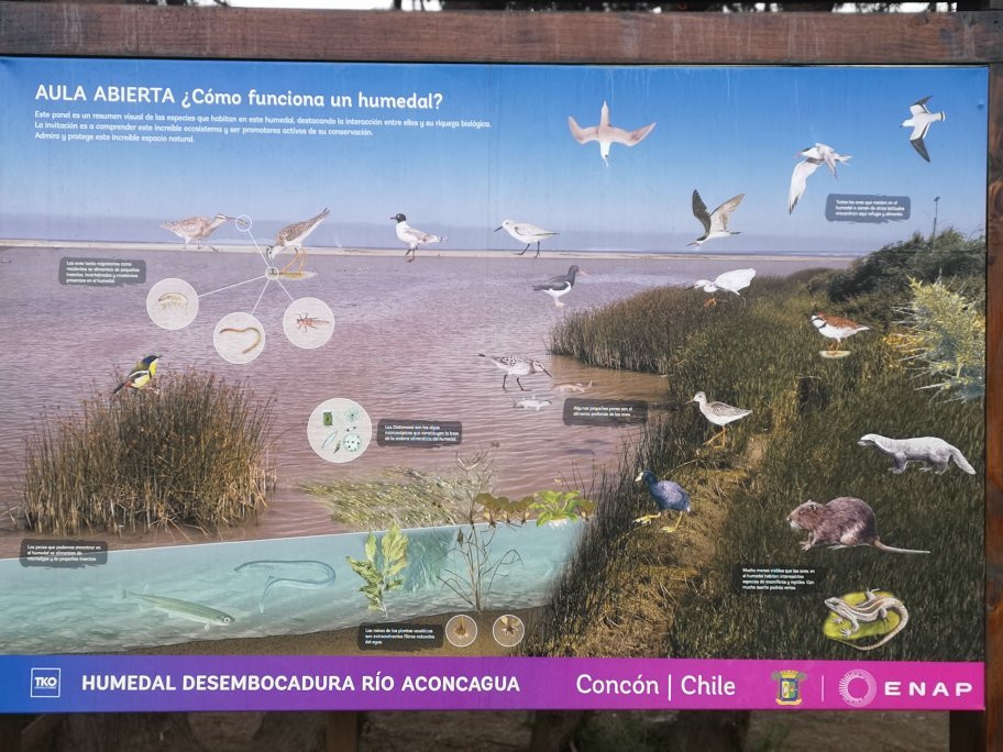 Humedal De Concon-Concon必去景点