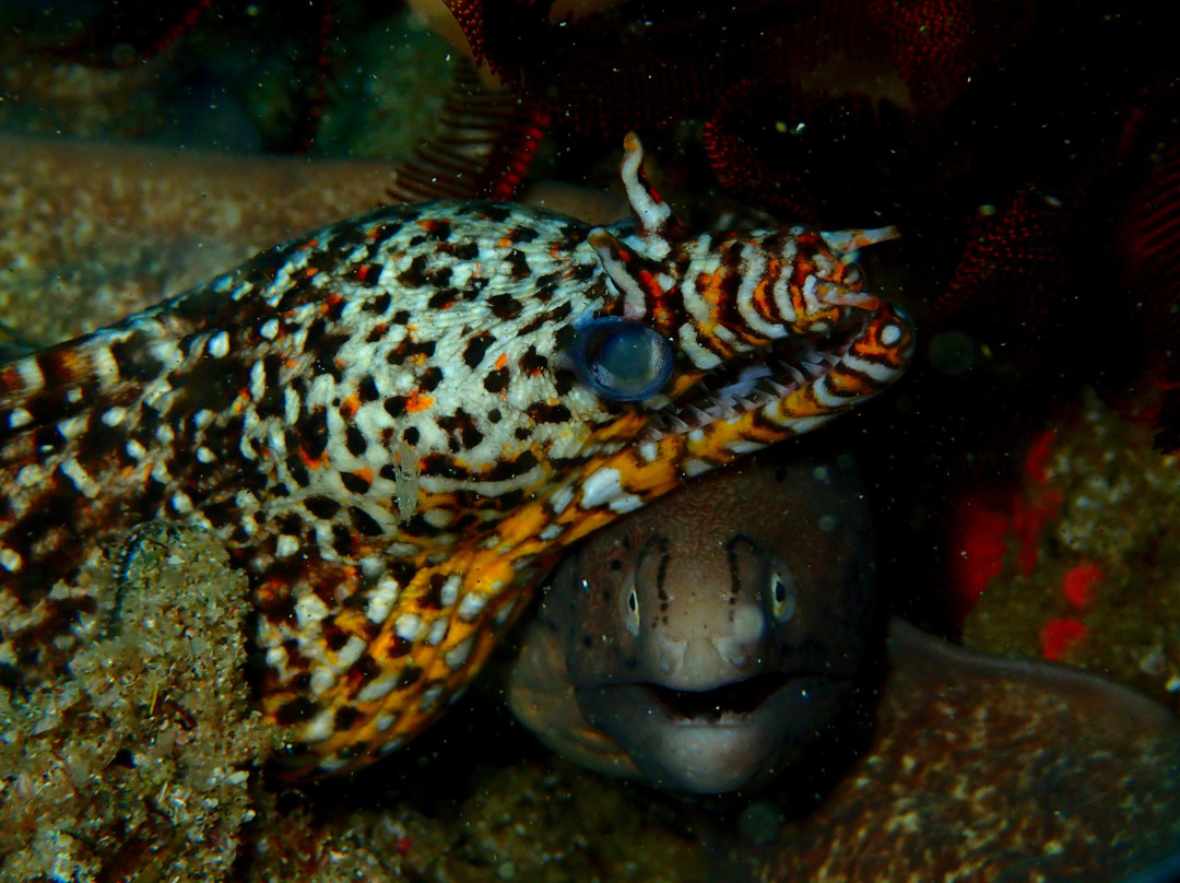 Jay's Pro Dive Centre-Jangamo必去景点
