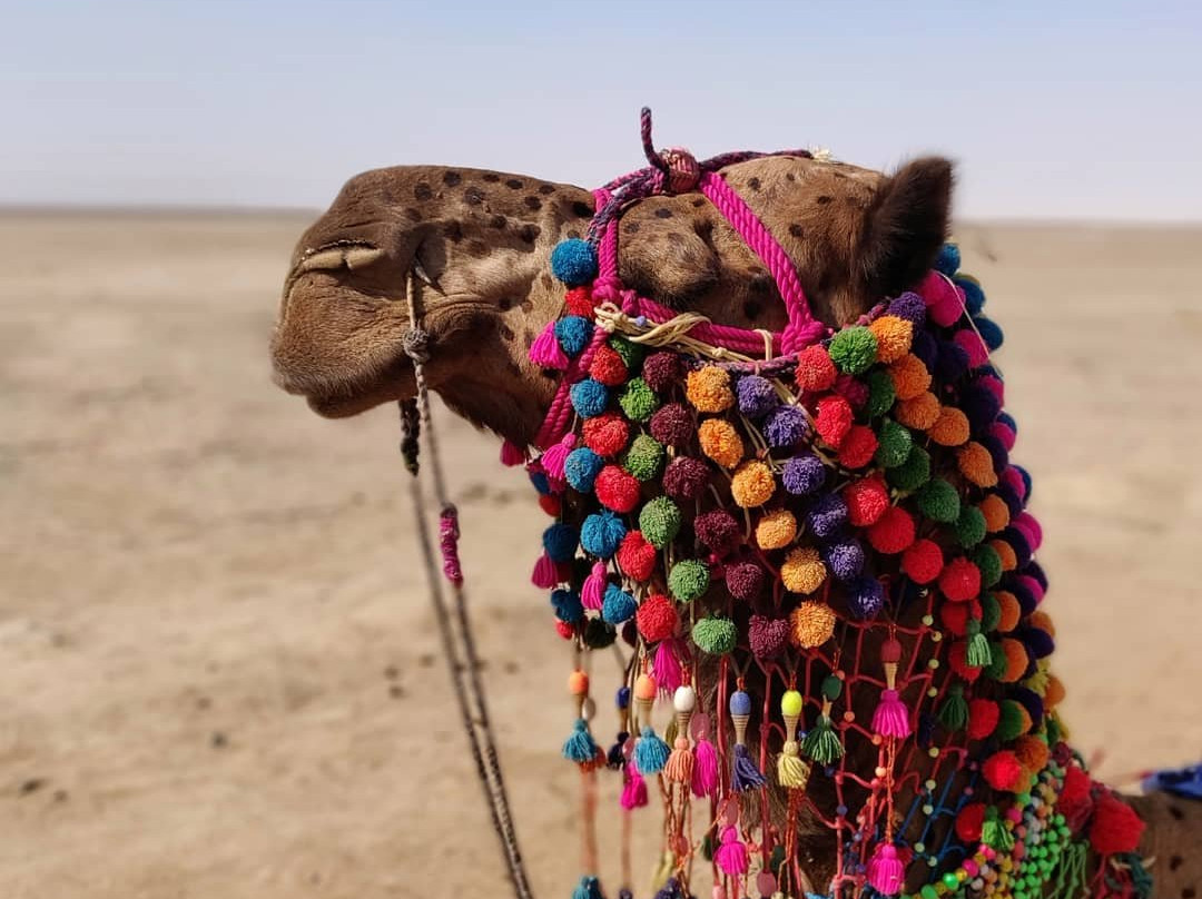 Great Rann of Kutch景点图片