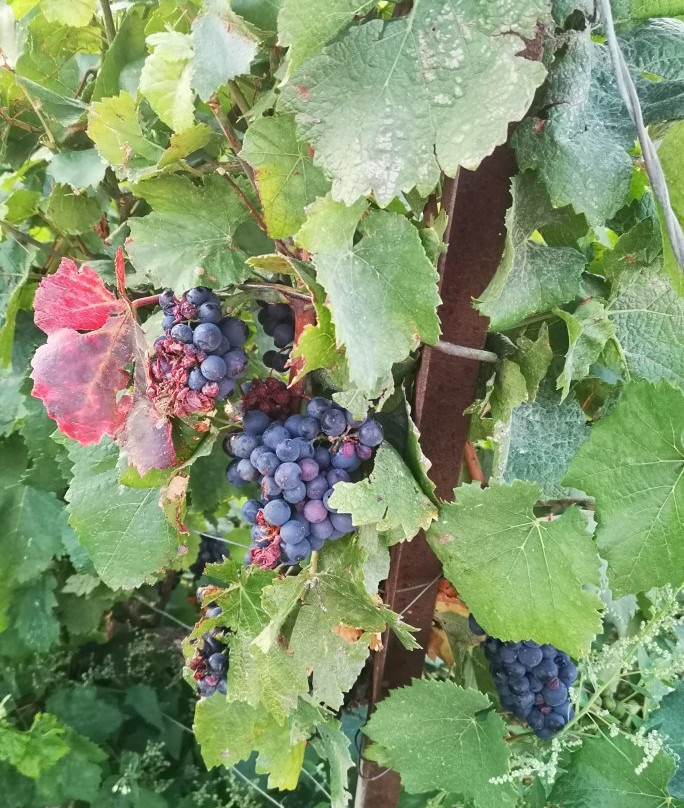 Champagne Route (Route Touristique du Champagne)-Marne必去景点