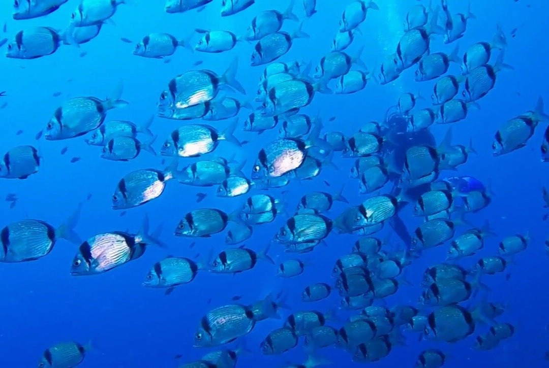 Nautilus Technical Diving Center-Santo Stefano al Mare必去景点