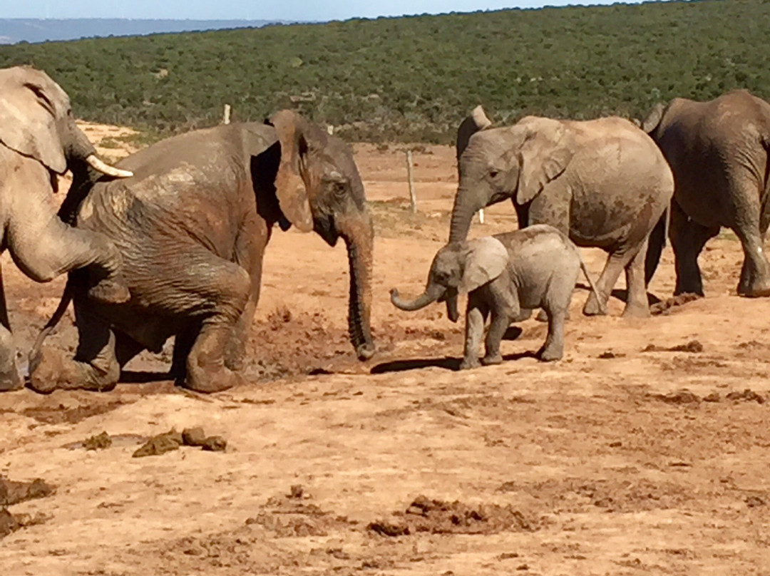 Addo Afrique Estate主图