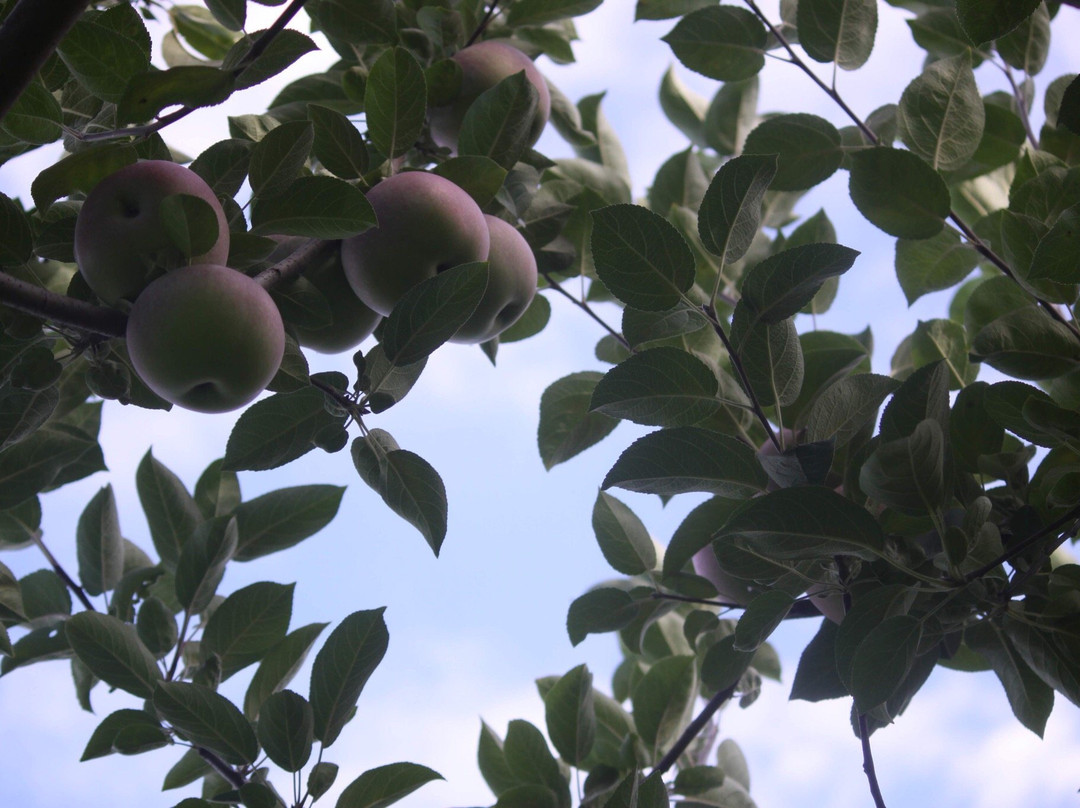 Park Hill Orchard景点图片