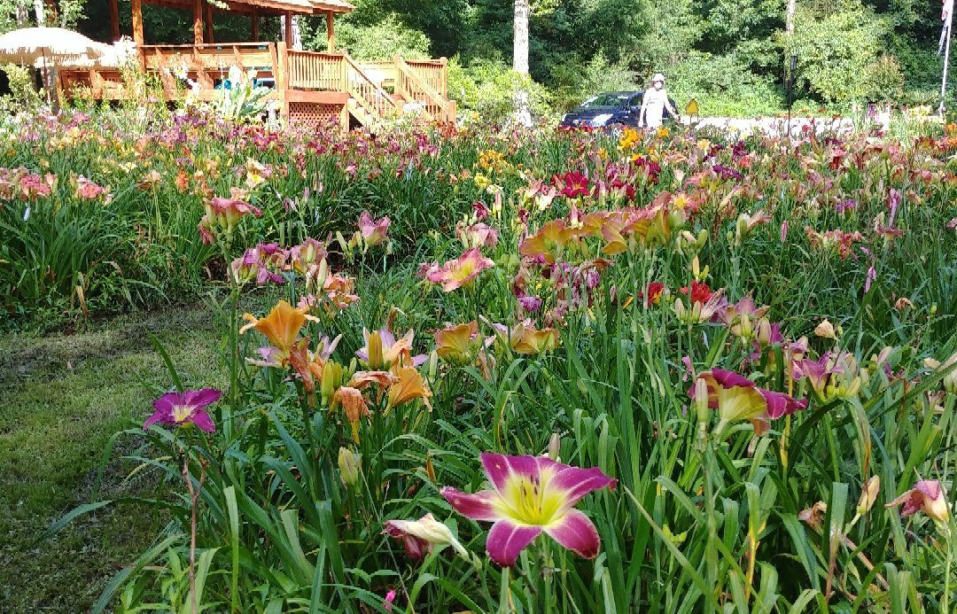 Jungle Paradise Daylilies-道森维尔必去景点
