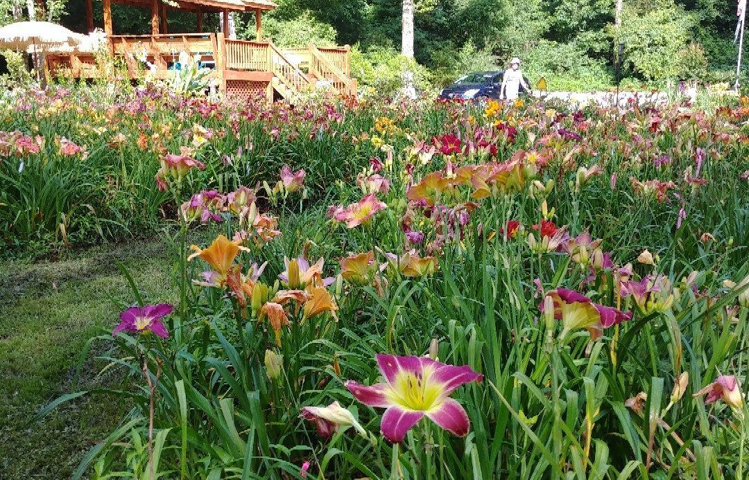 Jungle Paradise Daylilies景点图片