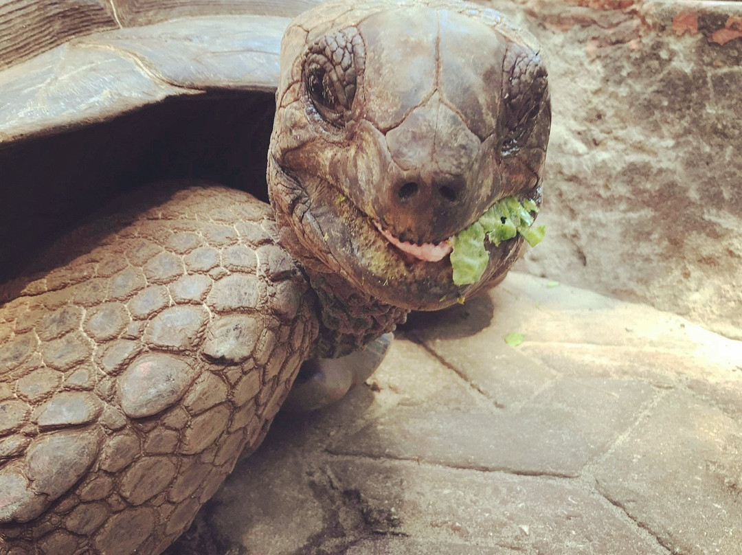 Jorjo Amani Zanzibar Tours-桑给巴尔岛必去景点