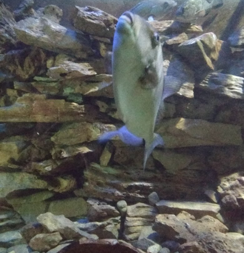 Kini Aquarium-Kini必去景点