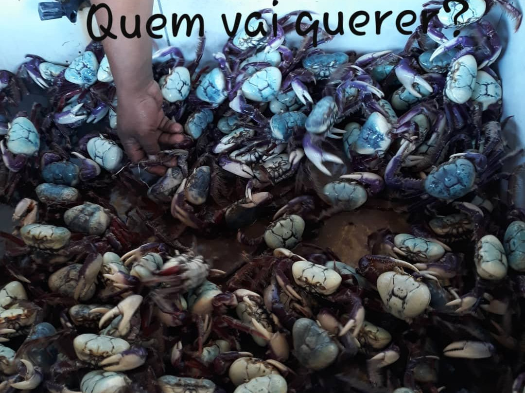 Mercado Municipal do Porto Grande-Salinopolis必去景点