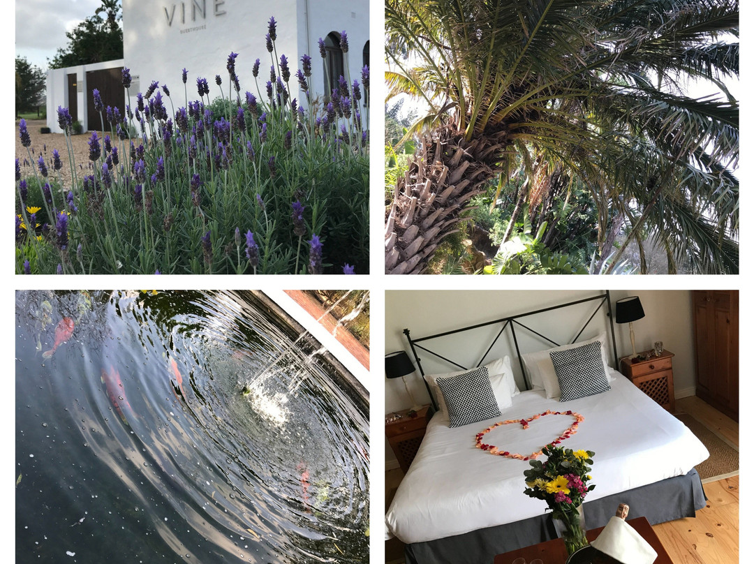 Vine Guesthouse主图