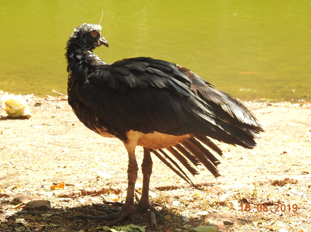 BioParque Vale Amazônia-Parauapebas必去景点