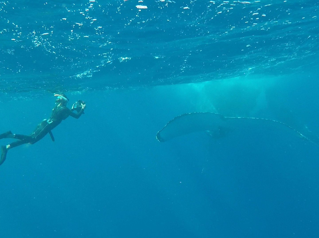 Whale Discoveries景点图片