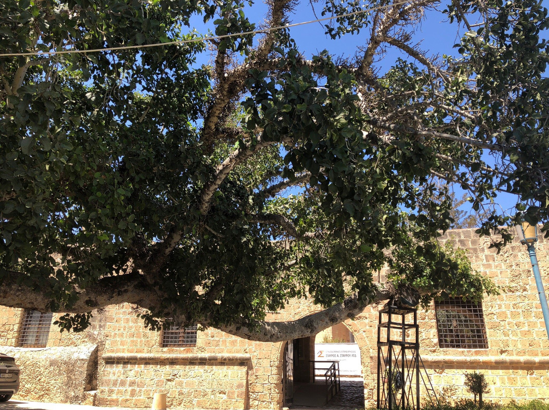 Sycamore Tree景点图片