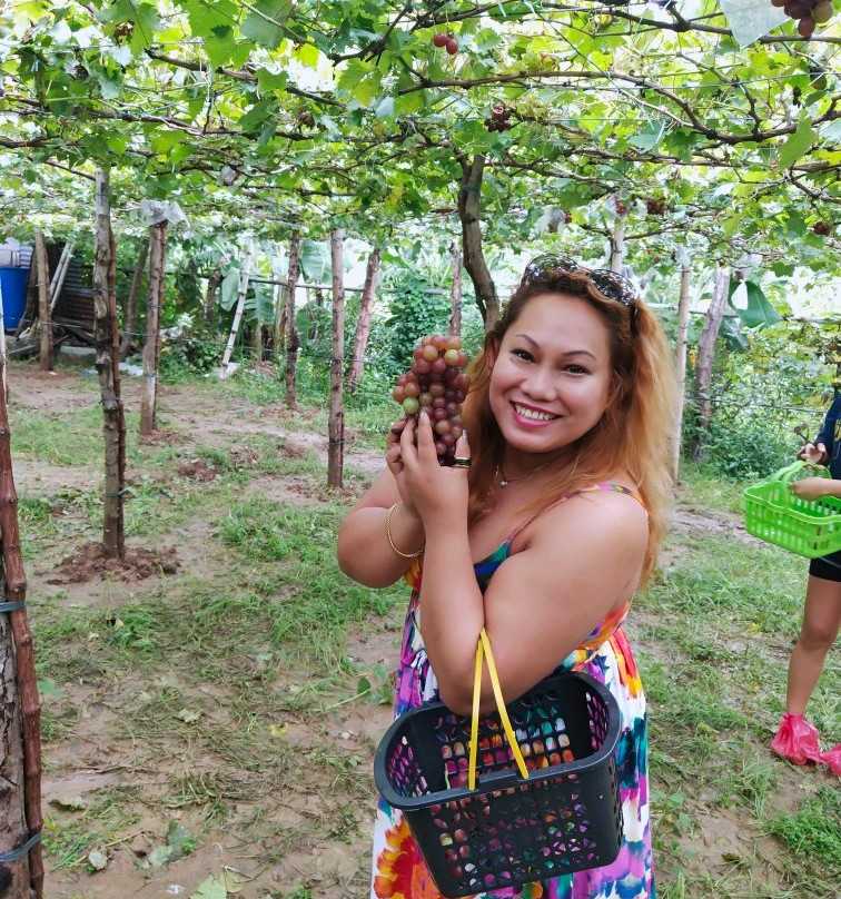 Gapuz Grapes Farm-San Fernando La Union必去景点